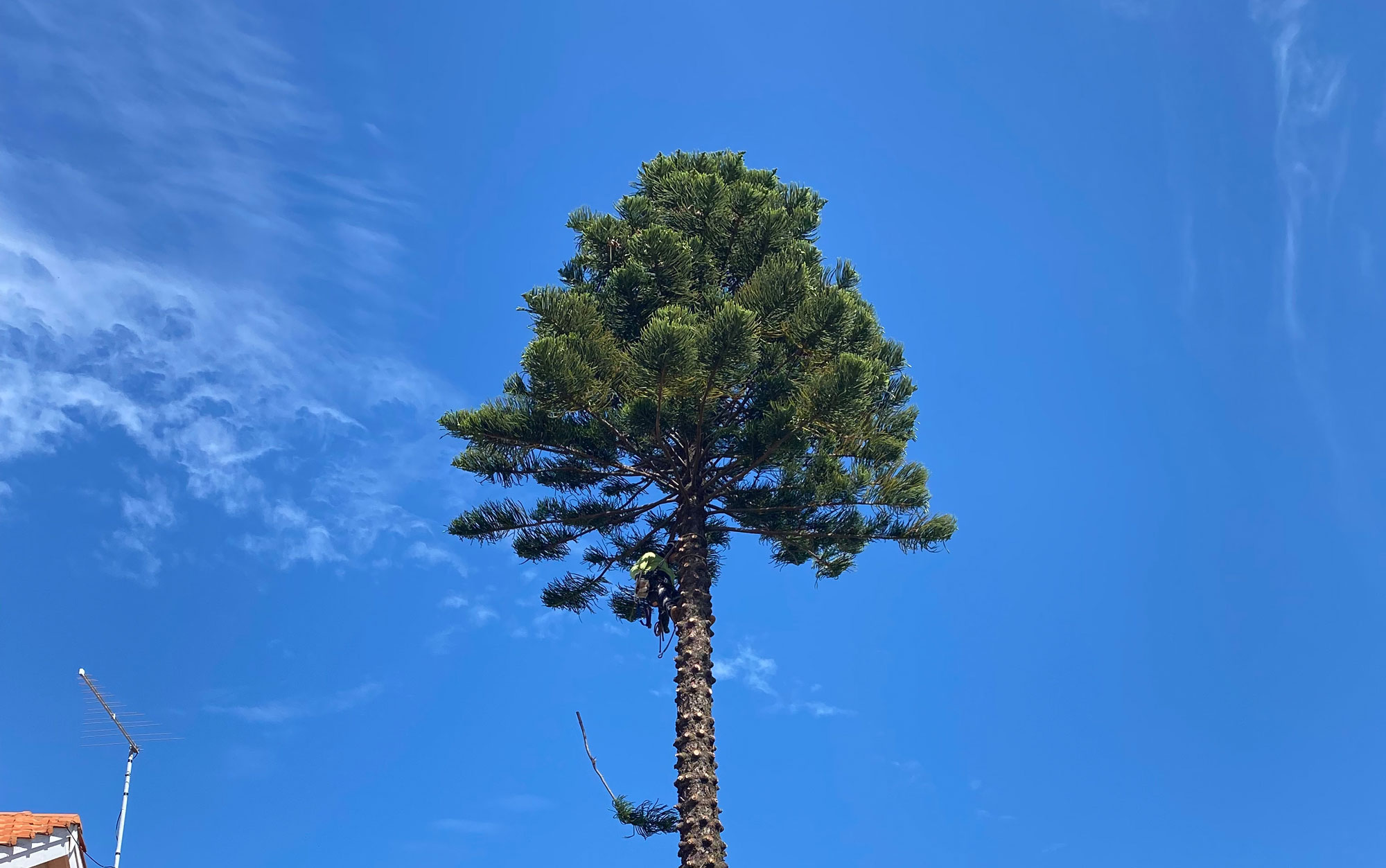 Protect Your Landscape with Expert Tree Trimming and Pruning Services